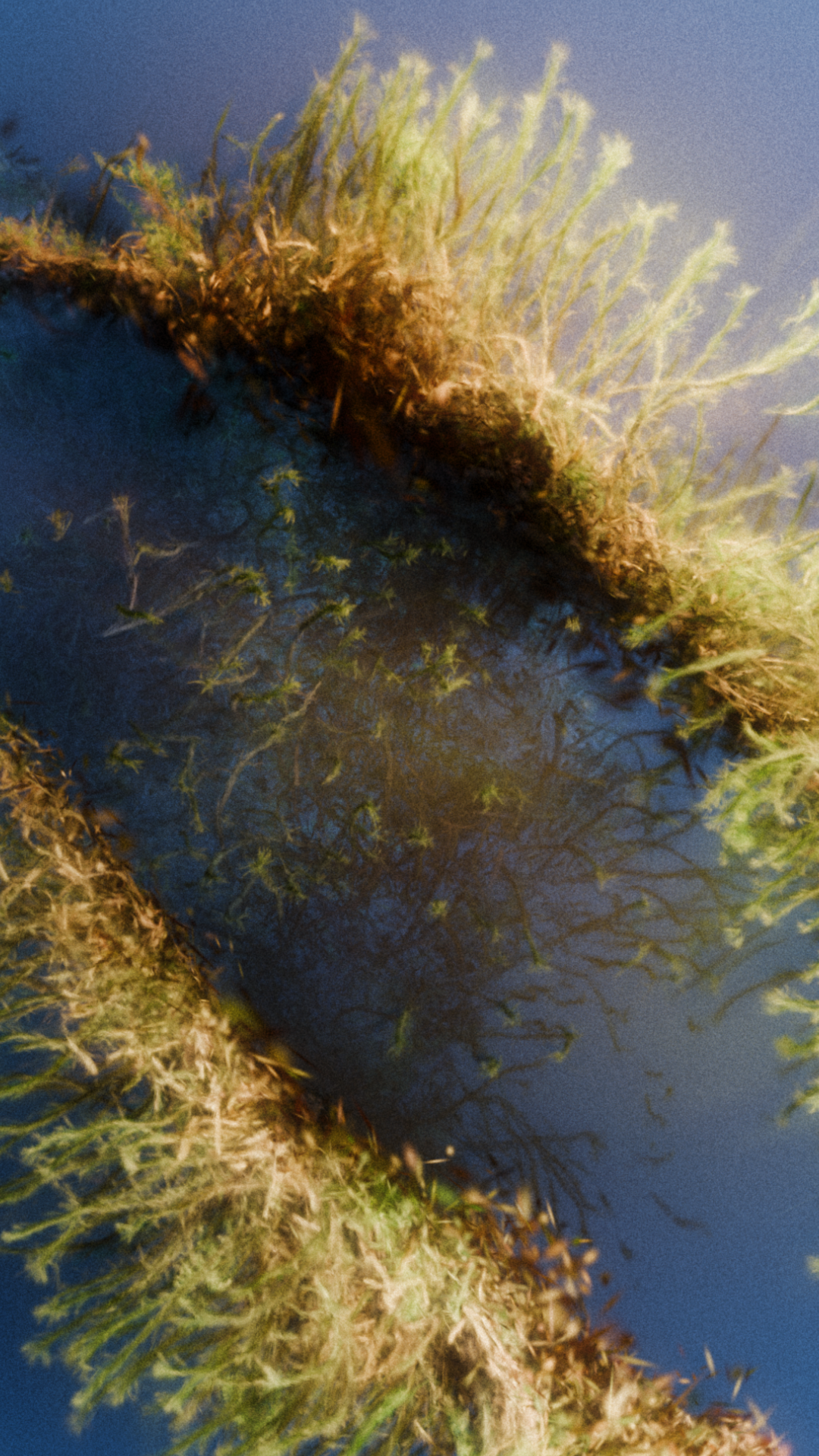 Sonaria background image