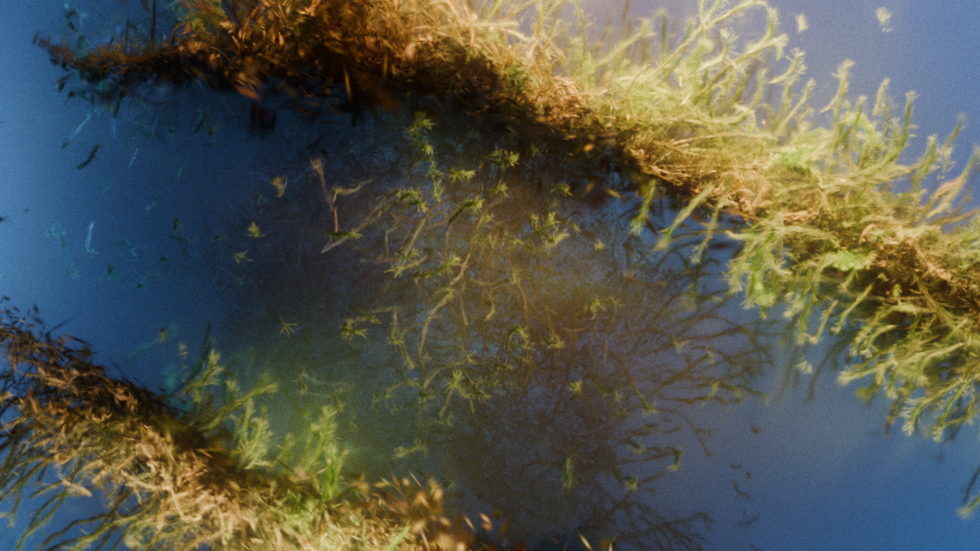 Sonaria background image